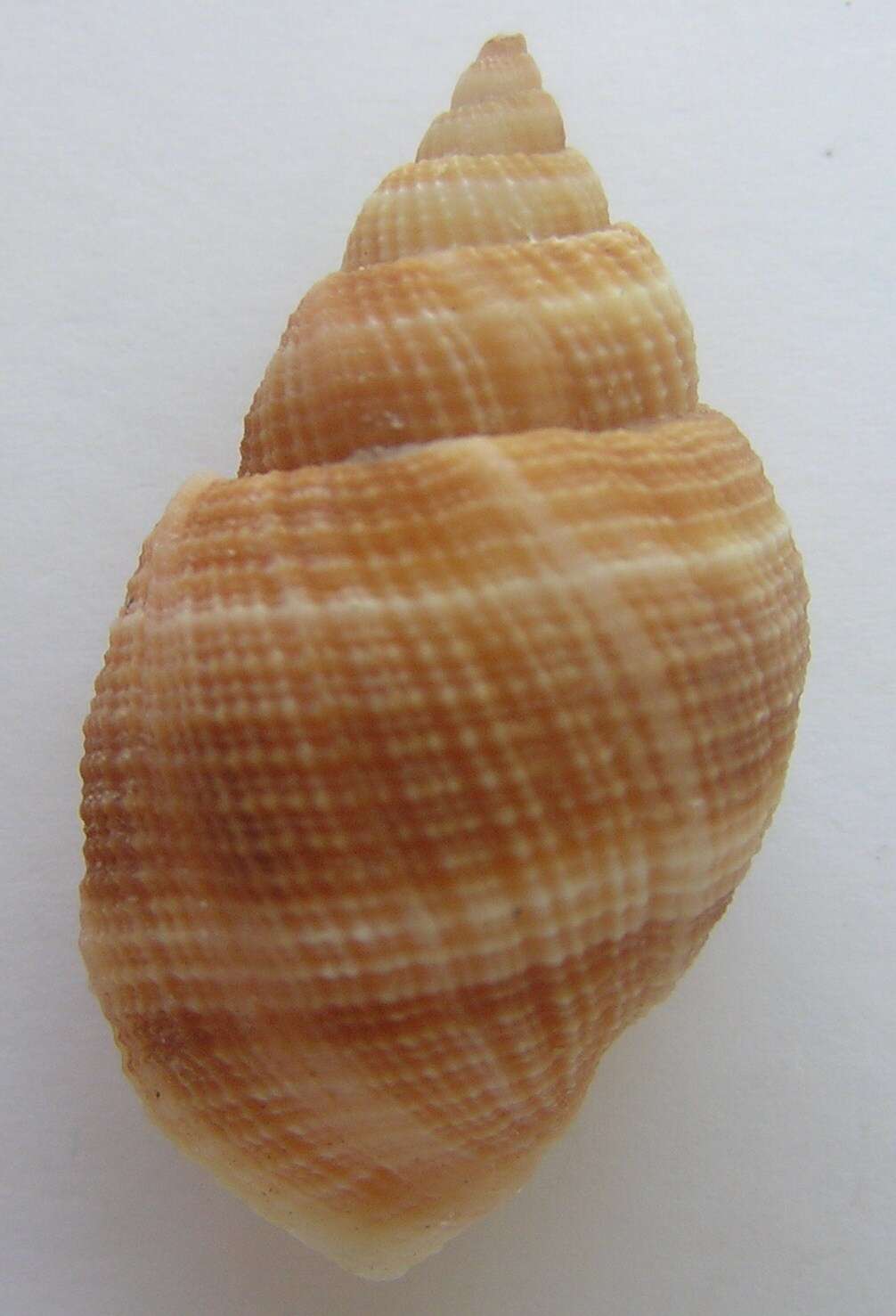 Image of Merica melanostoma (G. B. Sowerby II 1849)