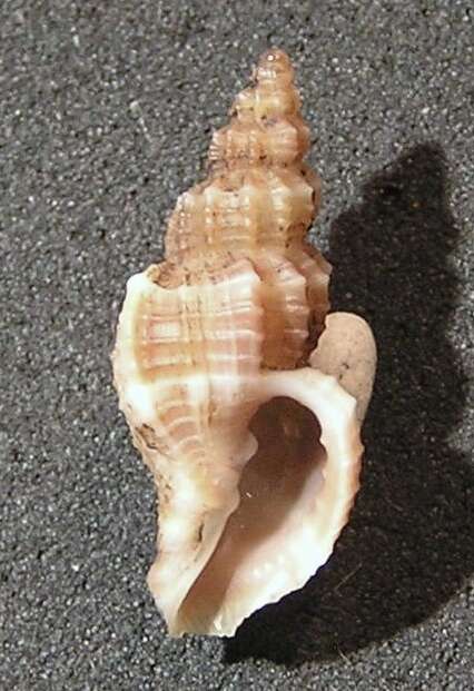 Image of Narona clavatula (G. B. Sowerby I 1832)