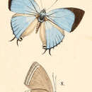 Image of Tajuria jalajala (Felder 1862)