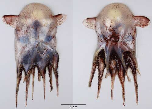 Image of Grimpoteuthis innominata (O'Shea 1999)