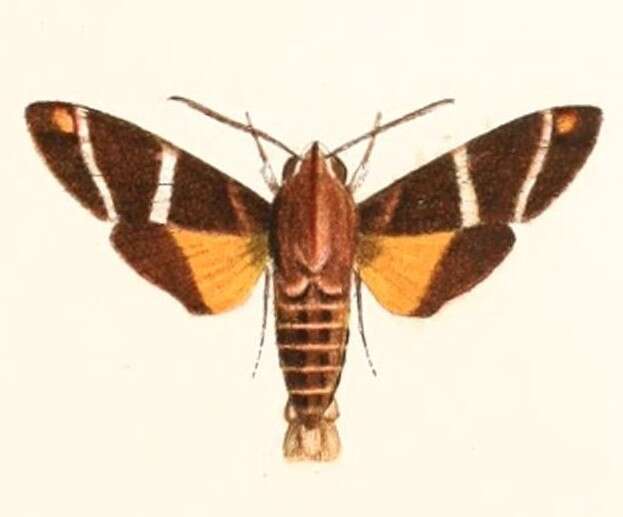 Image of Macroglossum dohertyi Rothschild 1894