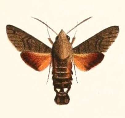 Image of Macroglossum gyrans Walker 1856