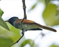 Image of Amur Paradise Flycatcher