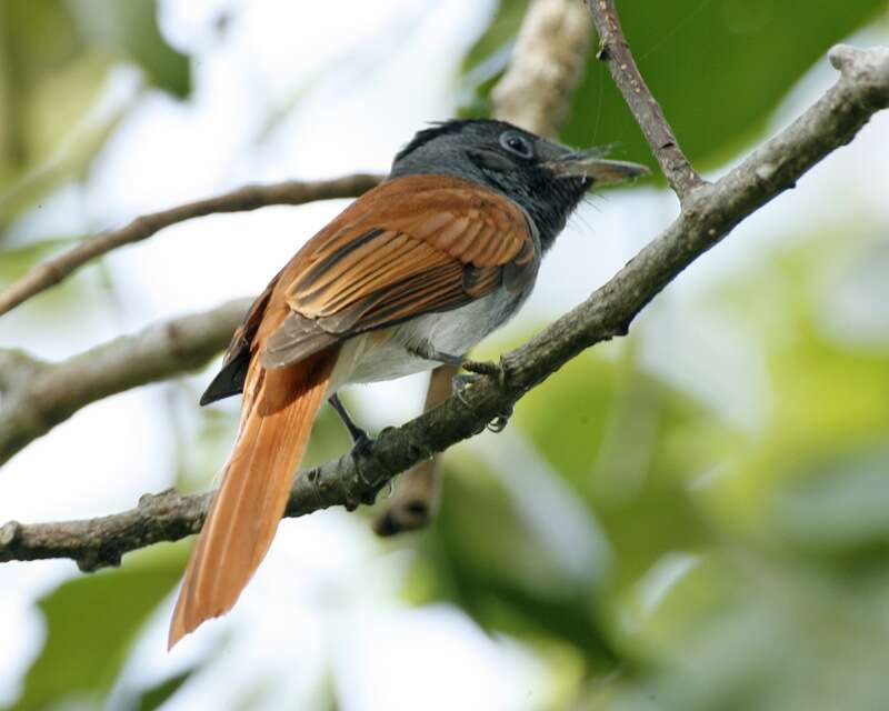 Image of Amur Paradise Flycatcher