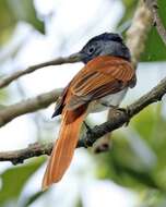 Image of Amur Paradise Flycatcher