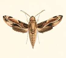 Image of Theretra orpheus (Herrich-Schäffer (1854))