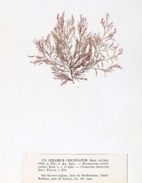 Image of Ceramium circinatum