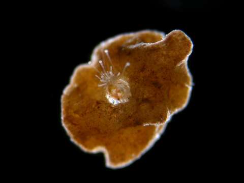 Image of Sand dollar