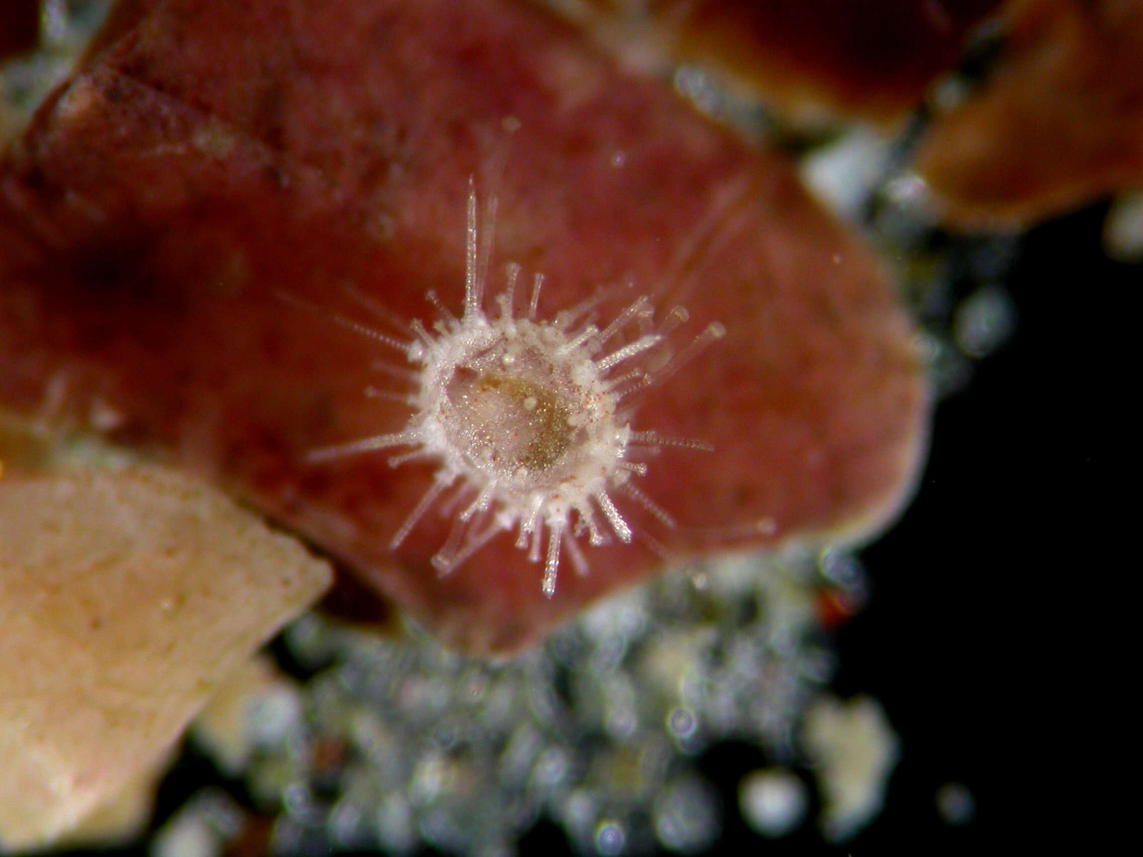 Image of Sand dollar