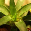 Imagem de Vriesea racinae L. B. Sm.