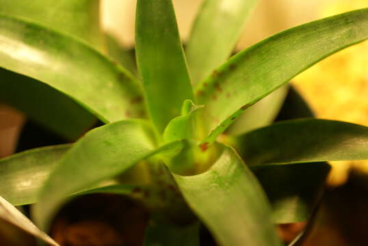 Imagem de Vriesea racinae L. B. Sm.