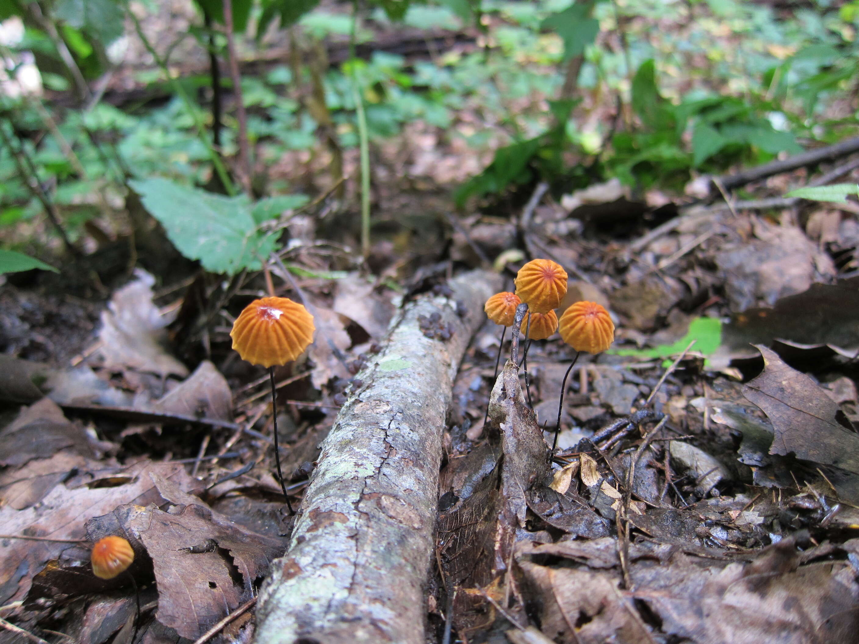 Image of Marasmius siccus