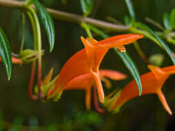 Columnea glabra Oerst.的圖片