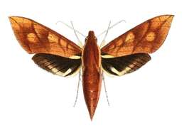 Image of Xylophanes rufescens (Rothschild 1894)