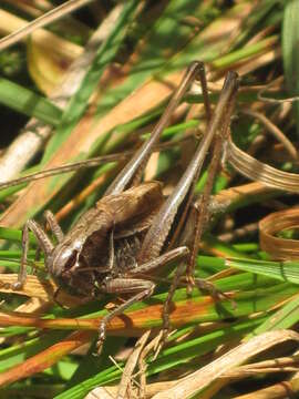 Image of bog bush-cricket