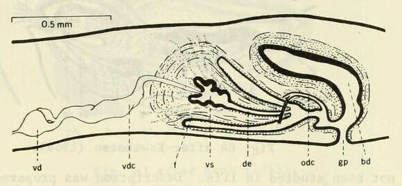 Image of Dendrocoelopsis