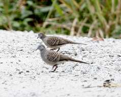 Image of Zebra Dove