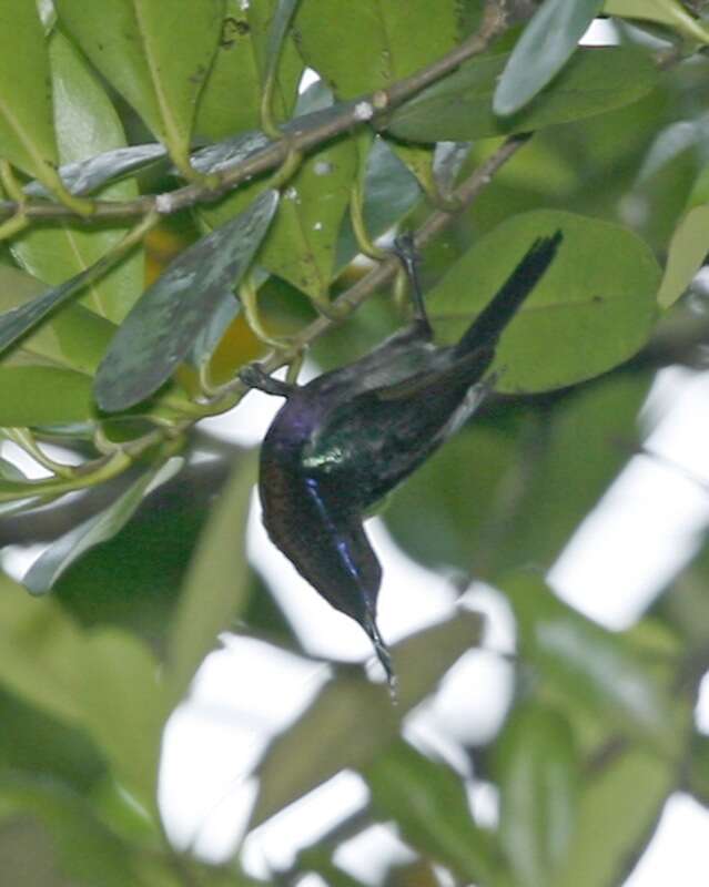 Image of Copper-throated Sunbird