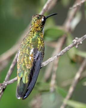 Image of Glittering-bellied Emerald