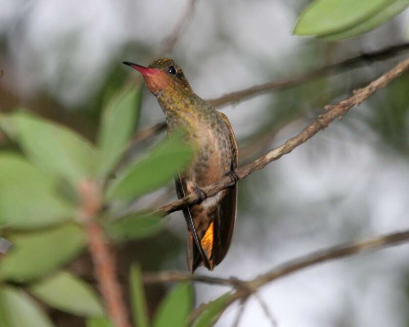 Image of Gilded Hummingbird