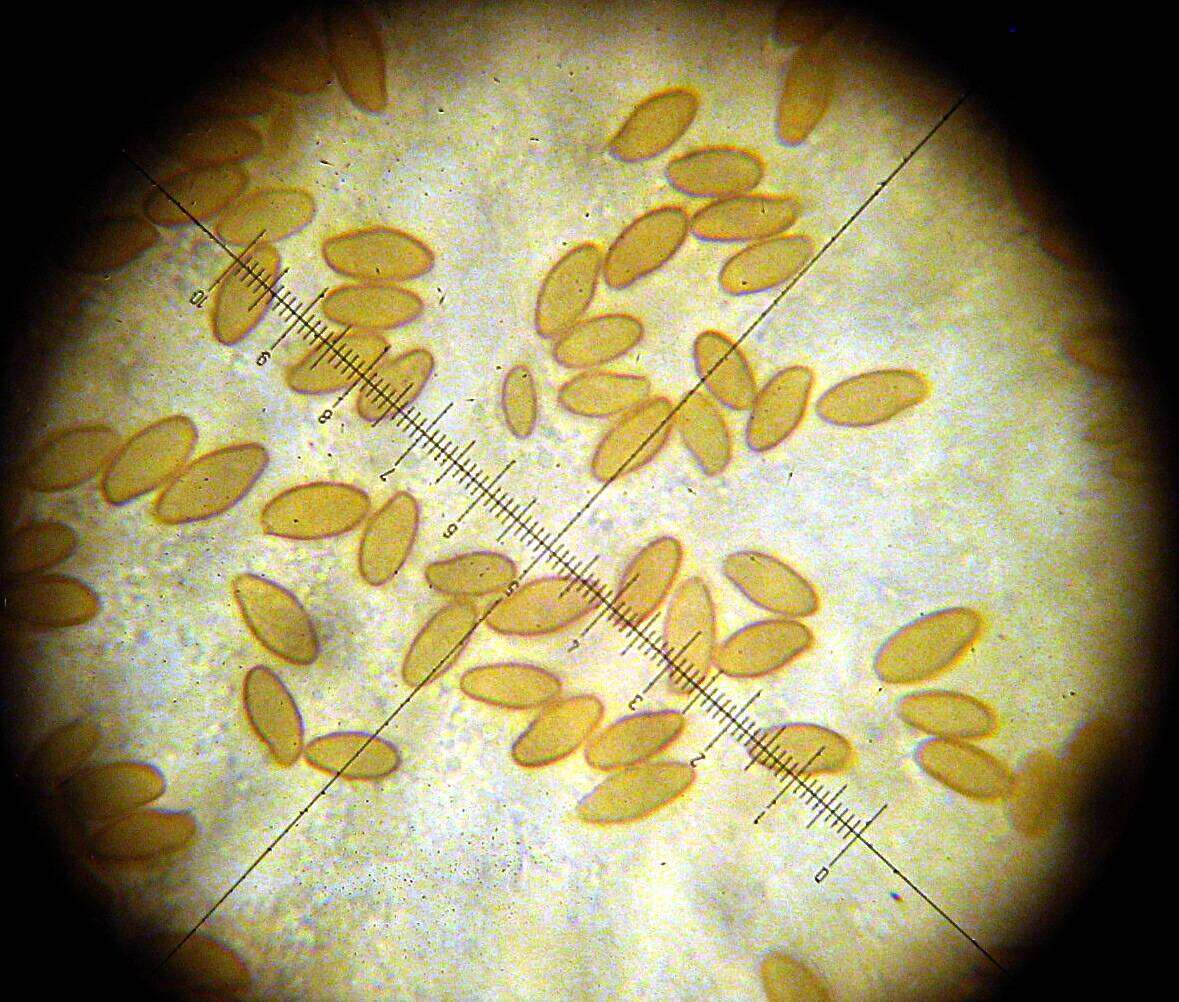 Image of Xerocomellus dryophilus (Thiers) N. Siegel, C. F. Schwarz & J. L. Frank 2014