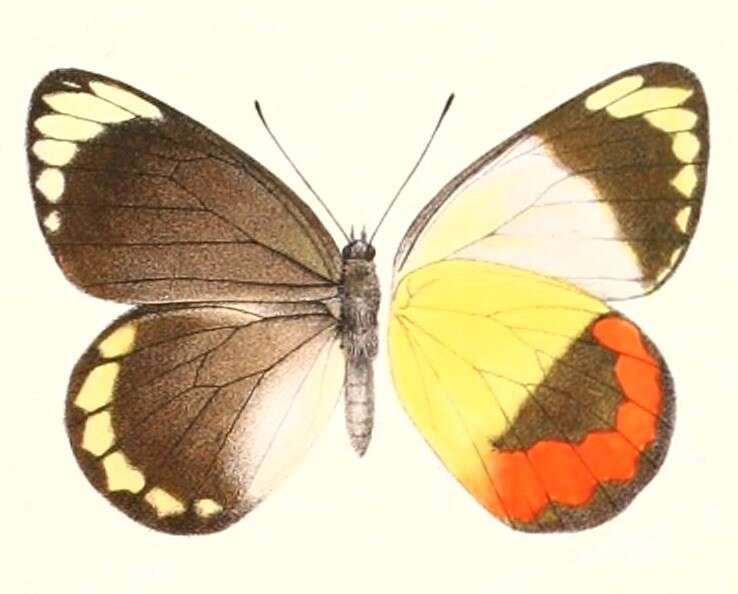 Image of Delias euphemia Grose-Smith 1894