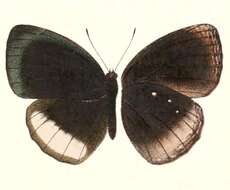Imagem de Elymnias papua Wallace 1869
