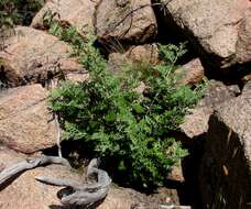 Image of Grevillea willisii R. V. Smith & Mc Gill.