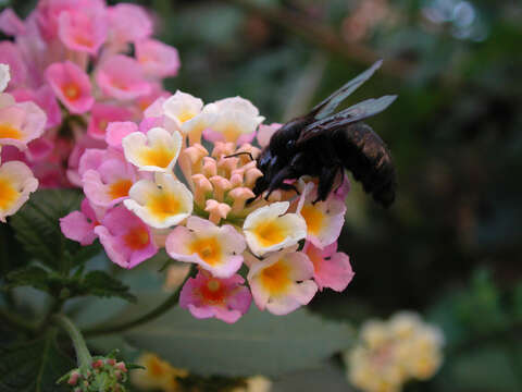 Image of Western Carpenter Bee