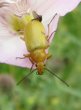 Image of Cteniopus sulphureus