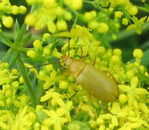 Image of Cteniopus sulphureus