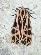 Image of Parthenice Tiger Moth