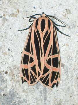 Image of Parthenice Tiger Moth