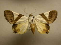 صورة Eulepidotis dominicata Guenée 1852