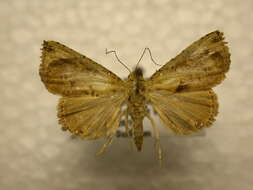 صورة Eulepidotis ornatoides