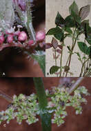 Image of Pilea cavernicola A. K. Monro, C. J. Chen & Y. G. Wei