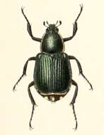 Imagem de Indognorimus costipennis (Janson 1890)