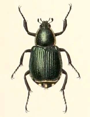 Imagem de Indognorimus costipennis (Janson 1890)