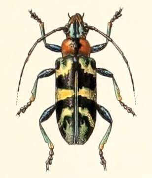Image of Tmesisternus dohertyi Jordan 1894