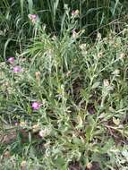 Image of Centaurea seridis L.