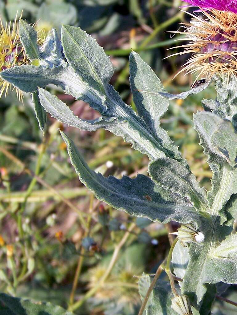 Image of Centaurea seridis L.