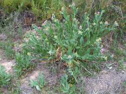 Image of Centaurea seridis L.