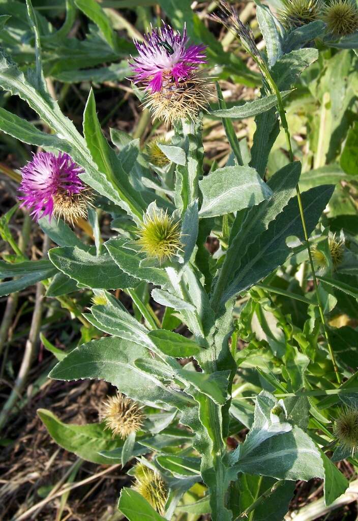 Image of Centaurea seridis L.