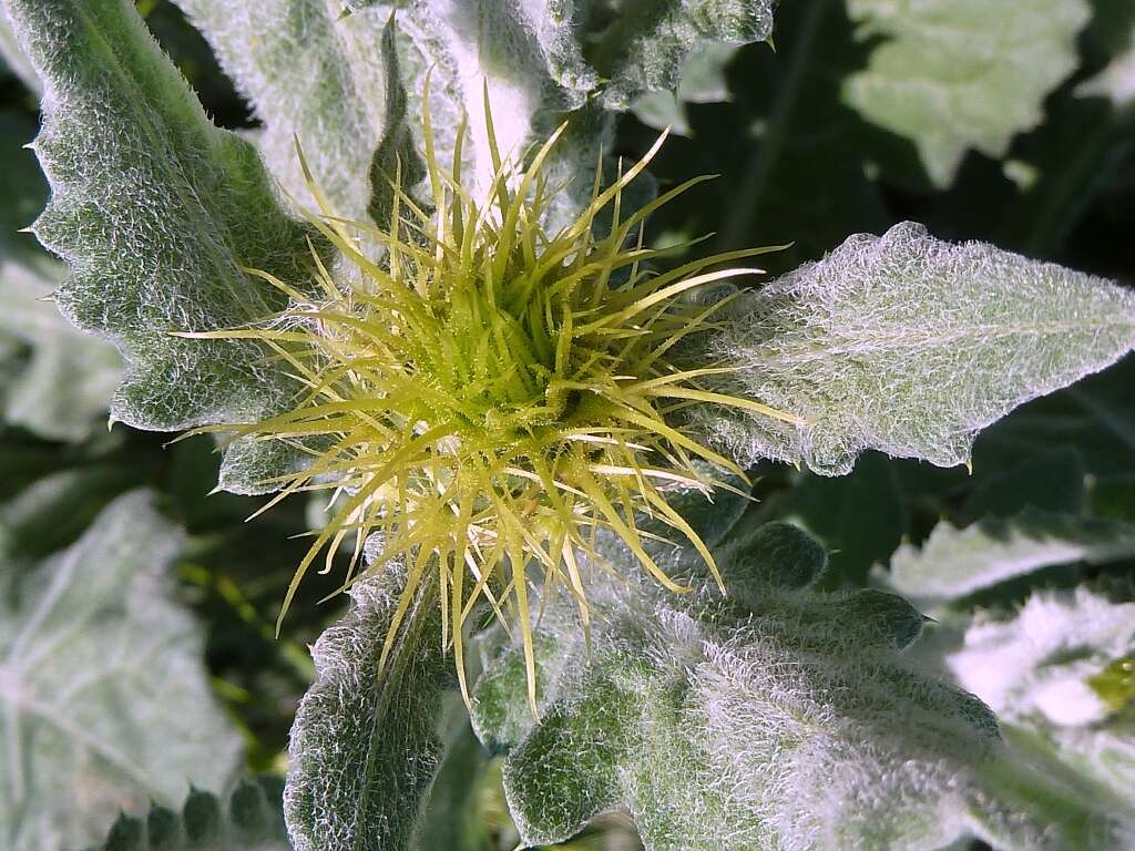 Image of Centaurea seridis L.