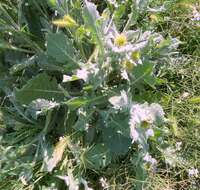 Image of Centaurea seridis L.