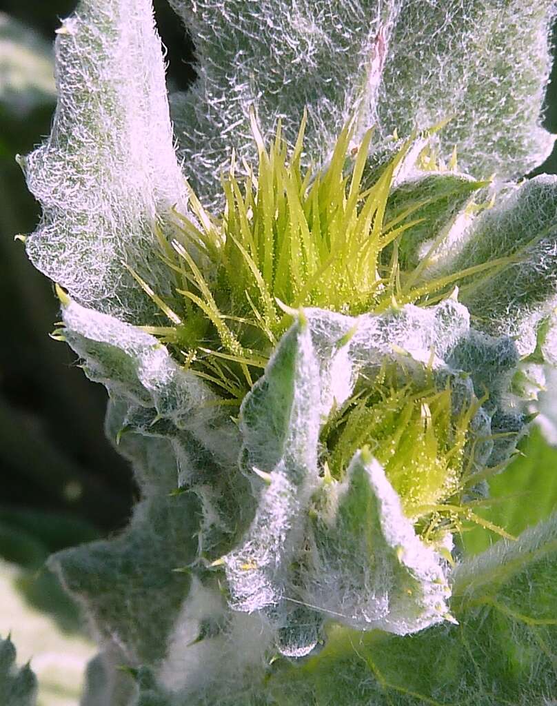 Image of Centaurea seridis L.