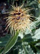 Image of Centaurea seridis L.