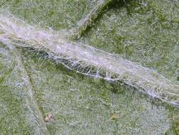 Image of Centaurea seridis L.