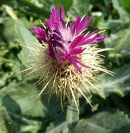 Image of Centaurea seridis L.