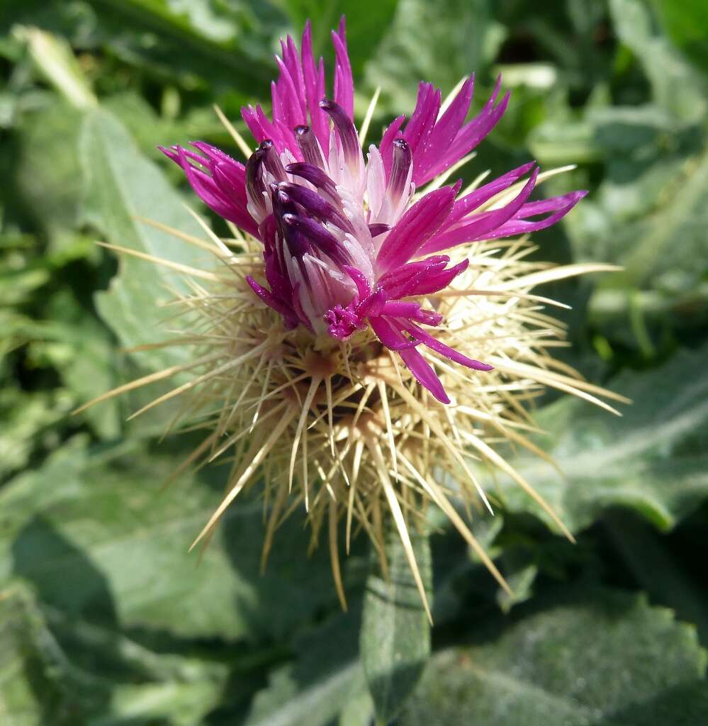 Image of Centaurea seridis L.